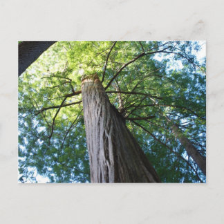 Redwood Forest - California Postcard