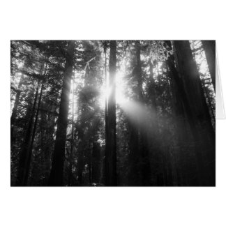 Redwood Forest Cards