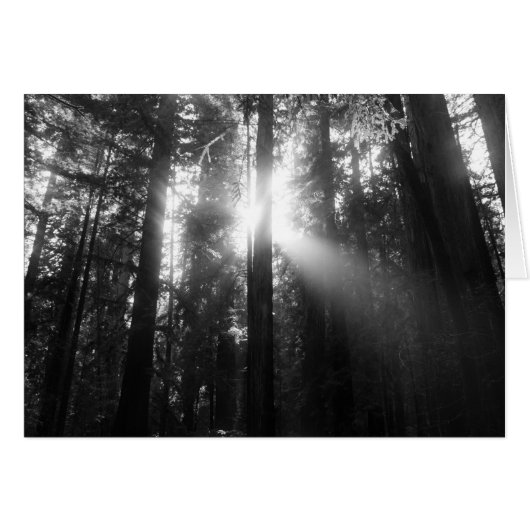 Redwood Forest Cards (Front Horizontal)