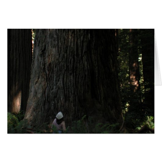 Redwood Forest Cards (Front Horizontal)