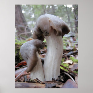 Redwood Forest Fungi Poster