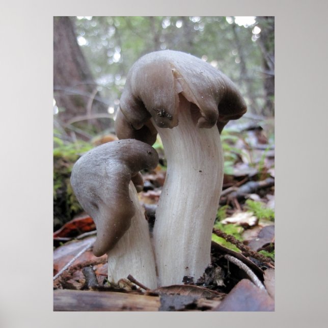 Redwood Forest Fungi Poster (Front)