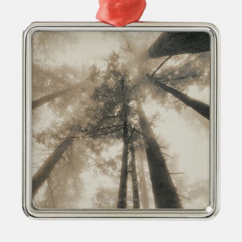 Redwood Forest Northern California Metal Ornament