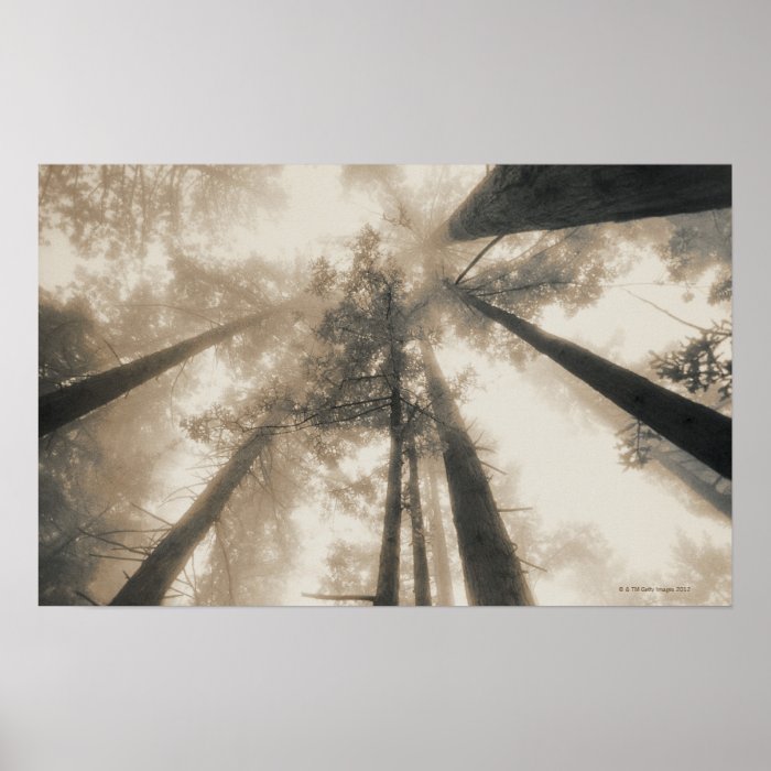 Redwood Forest, Northern California Poster