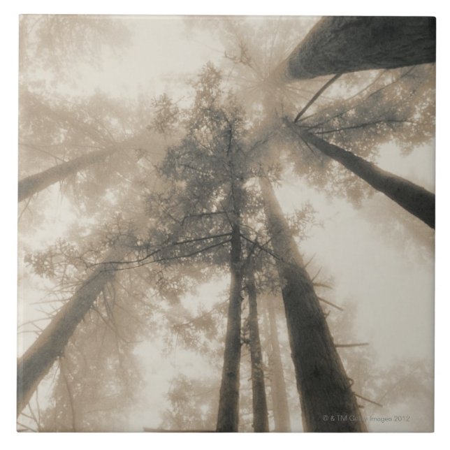 Redwood Forest, Northern California Tile (Front)