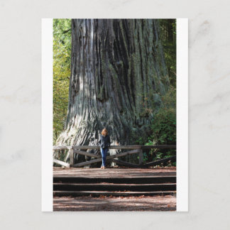 Redwood Forest Postcard