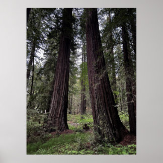 Redwood Forest Poster