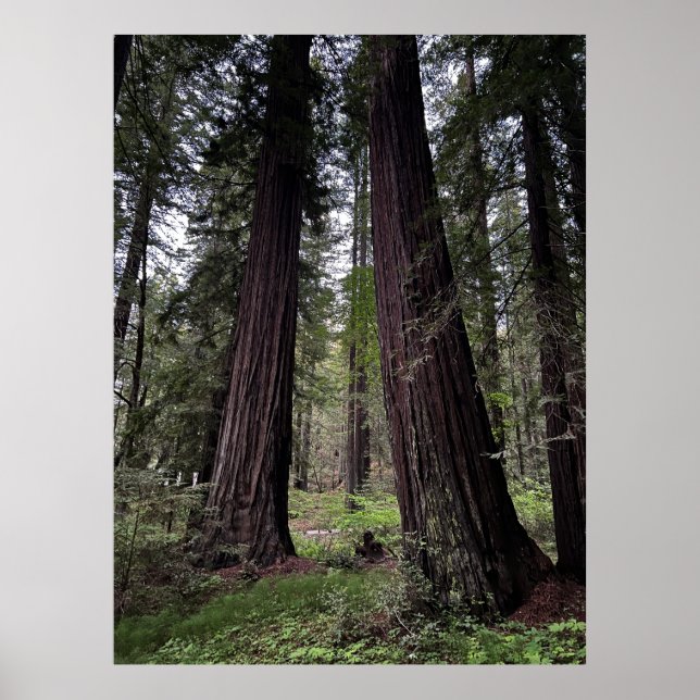 Redwood Forest Poster (Front)