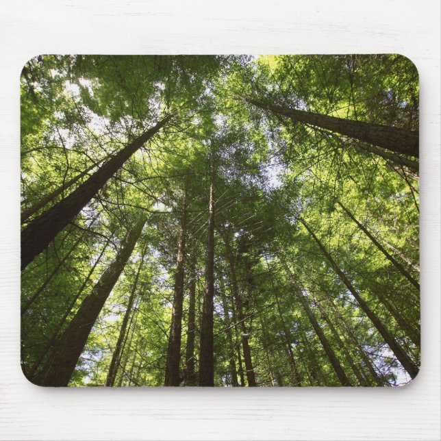 Redwood Forest, Rotorua, New Zealand 2 Mouse Pad (Front)
