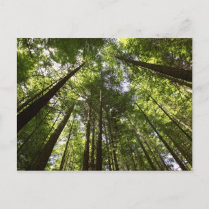 Redwood Forest, Rotorua, New Zealand 2 Postcard