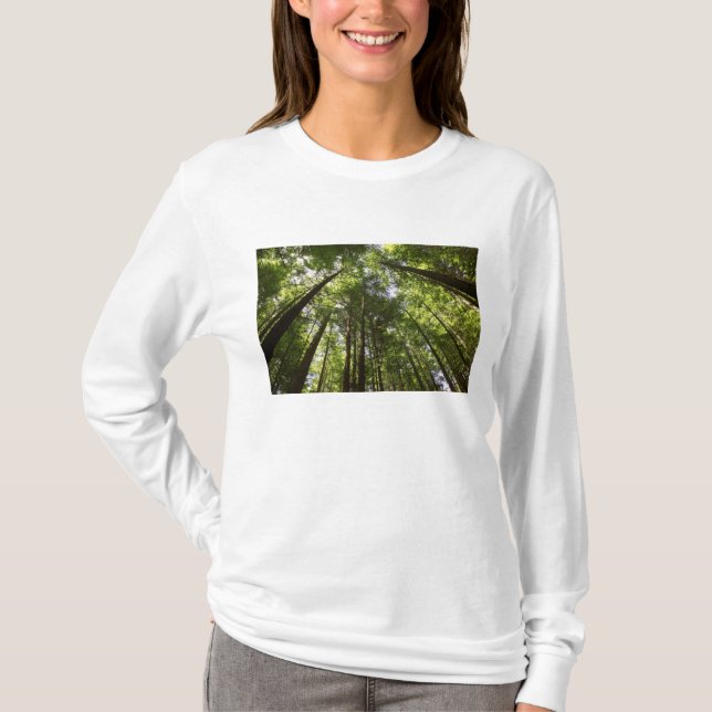 Redwood Forest, Rotorua, New Zealand 2 T-Shirt (Front)