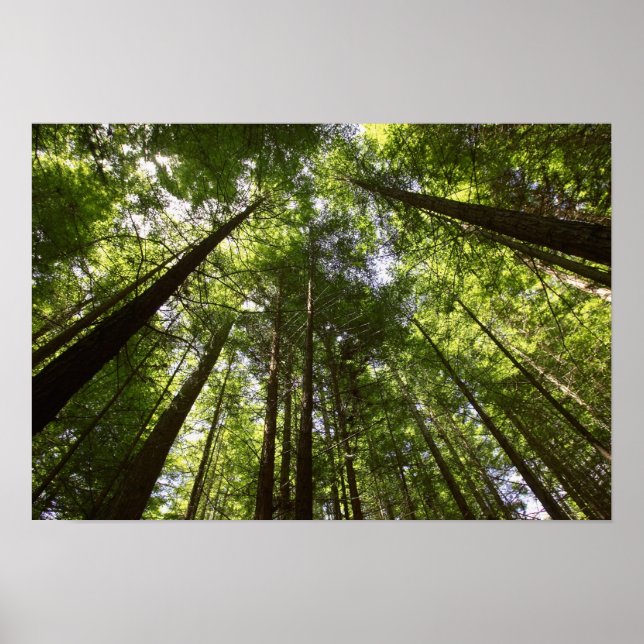 Redwood Forest, Rotorua, New Zealand Poster (Front)
