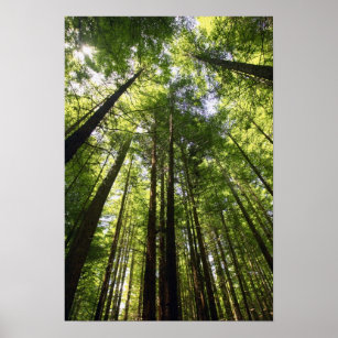 Redwood Forest, Rotorua, New Zealand Poster