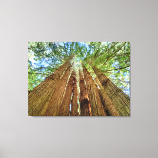 Redwood Grove Canvas Print