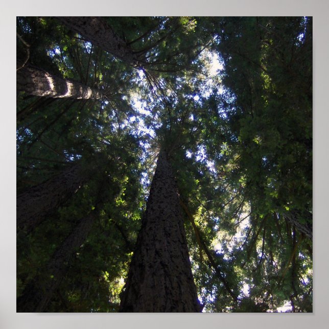 Redwood Grove Poster (Front)