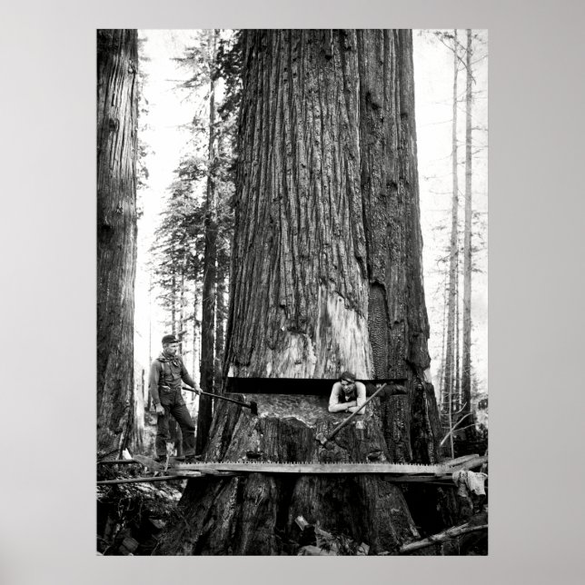 REDWOOD LUMBERJACKS c. 1887 Poster (Front)