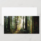 Redwood Morning (Front/Back)