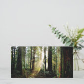 Redwood Morning (Standing Front)