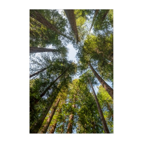 Redwood National and State Parks California Acrylic Print