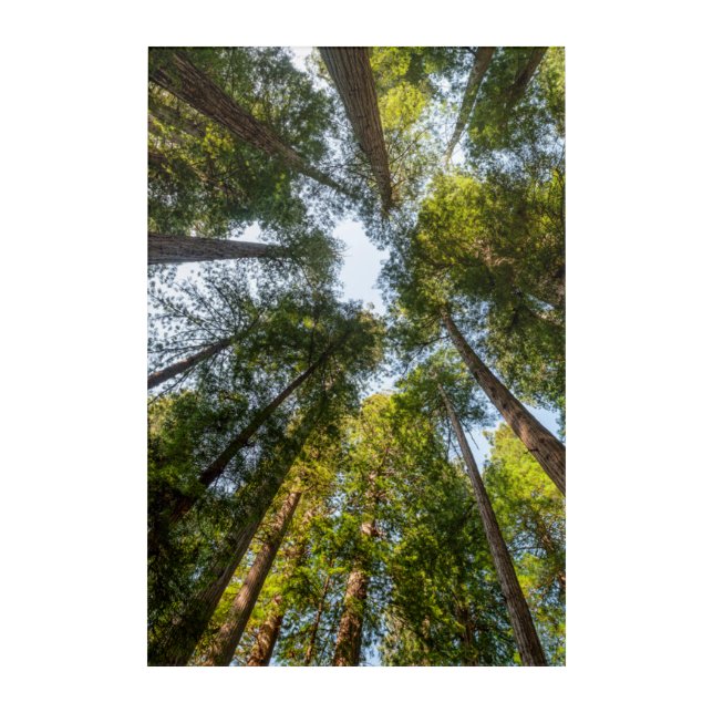 Redwood National and State Parks, California Acrylic Print (Front)