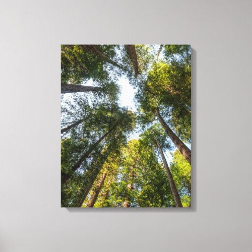 Redwood National and State Parks California Canvas Print