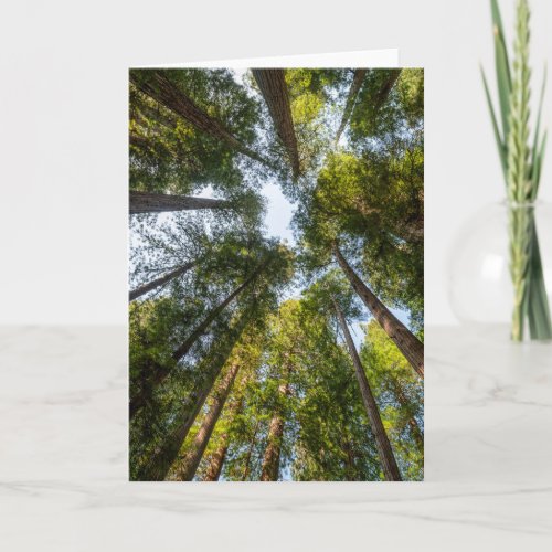 Redwood National and State Parks California Card