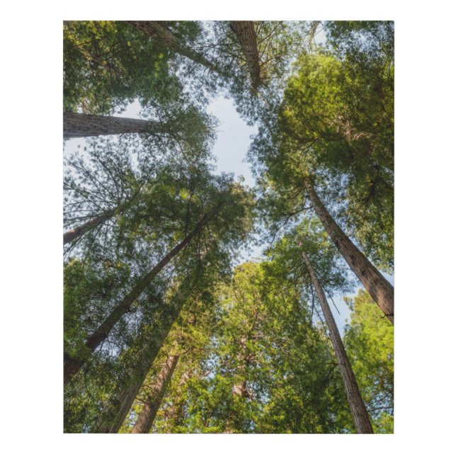 Redwood National and State Parks, California Faux Canvas Print (Front)