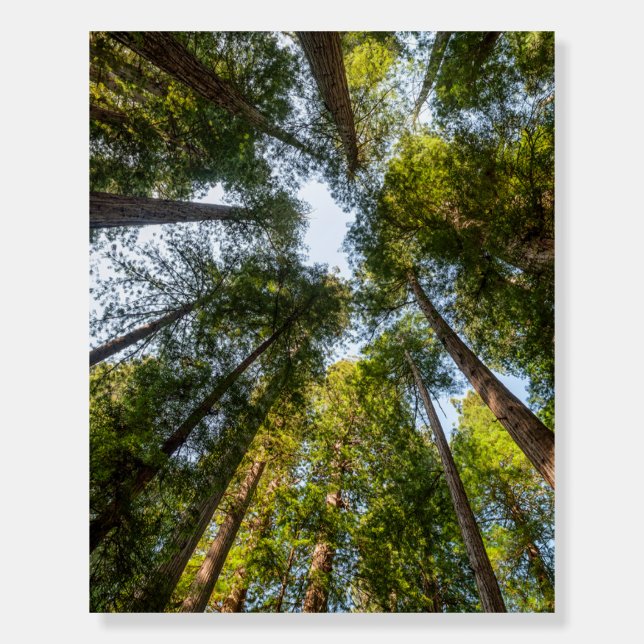 Redwood National and State Parks, California Foam Board (Front)
