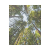 Redwood National and State Parks, California