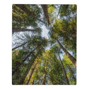 Redwood National and State Parks, California Jigsaw Puzzle