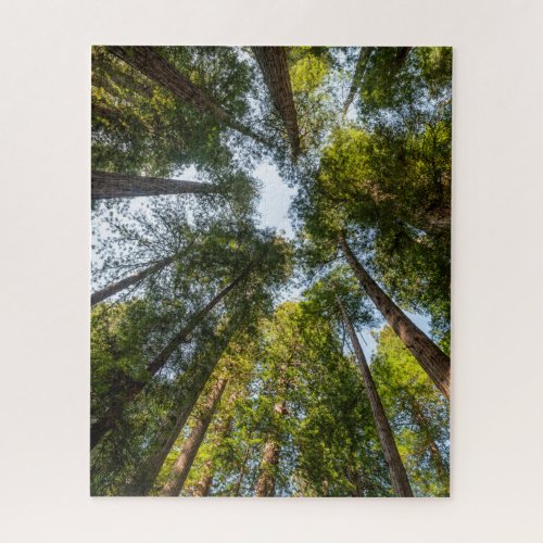 Redwood National and State Parks California Jigsaw Puzzle