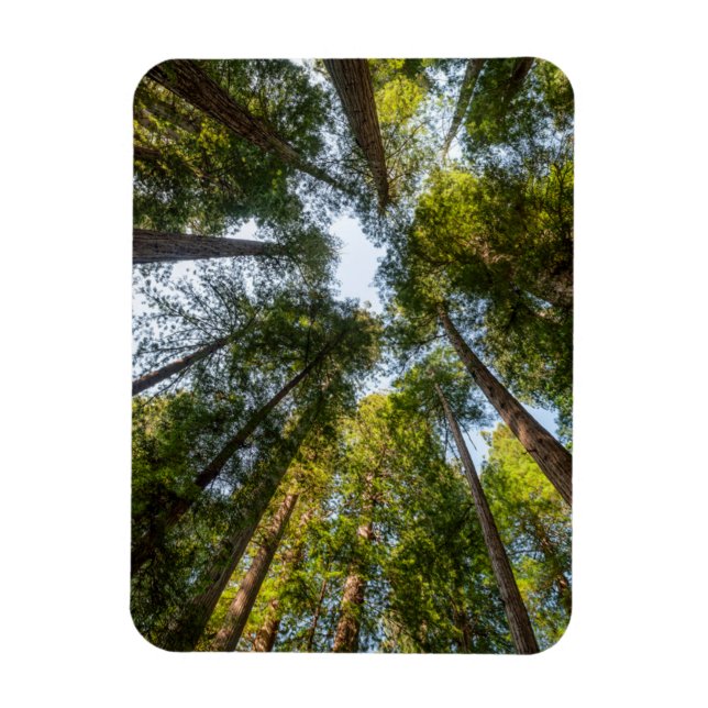 Redwood National and State Parks, California Magnet (Vertical)