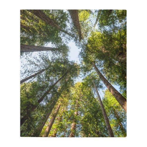 Redwood National and State Parks California Metal Print