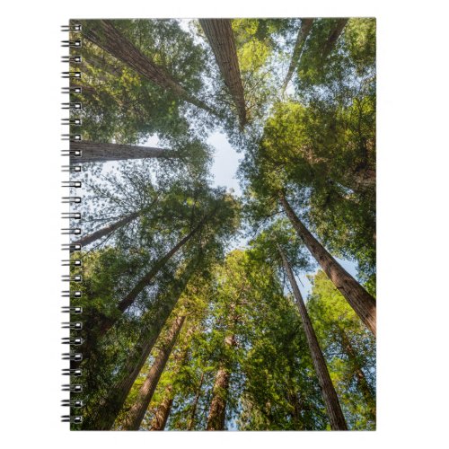 Redwood National and State Parks California Notebook