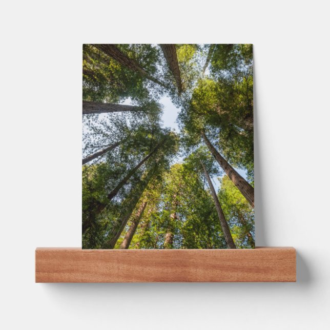 Redwood National and State Parks, California Picture Ledge (Front)