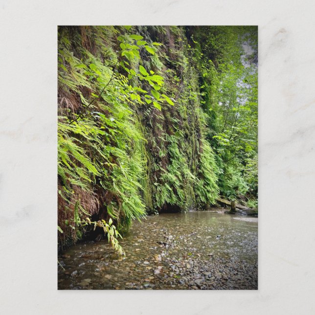 Redwood National and State Parks, California Postcard (Front)