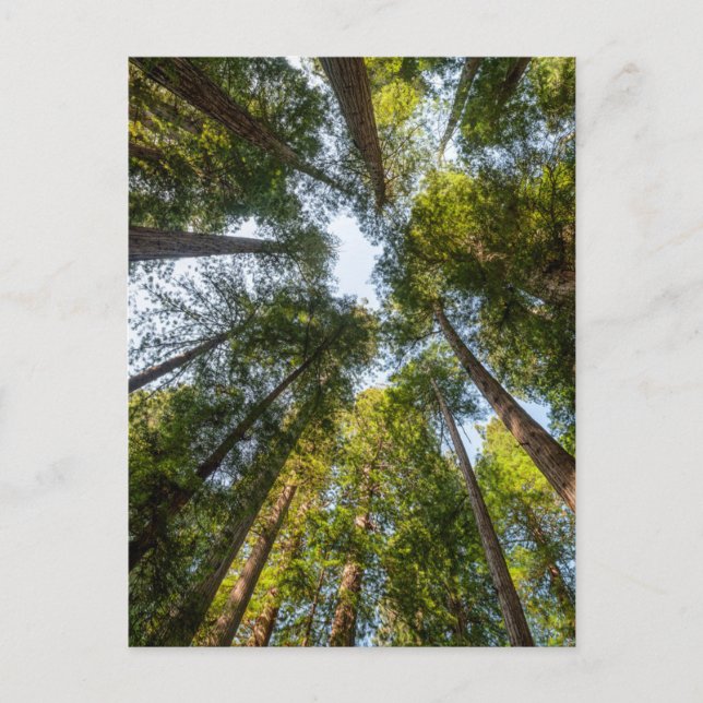 Redwood National and State Parks, California Postcard (Front)