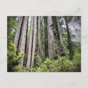 Redwood National and State Parks, California Postcard