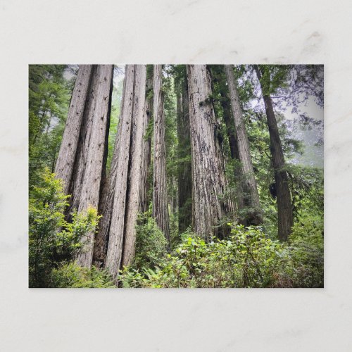 Redwood National and State Parks California Postcard