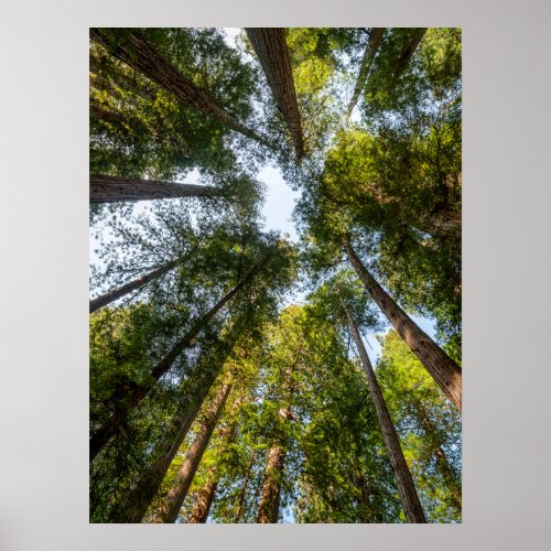 Redwood National and State Parks California Poster