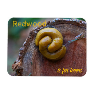 Redwood National Park Banana Slug Pair Magnet