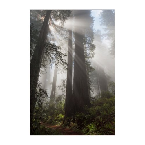 Redwood National Park California Acrylic Print