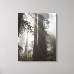 Redwood National Park California Canvas Print