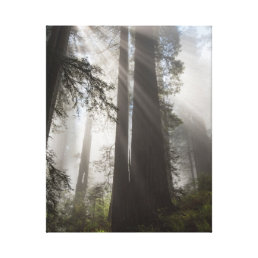 Redwood National Park California Canvas Print