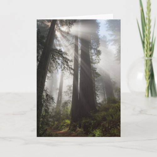 Redwood National Park California Card