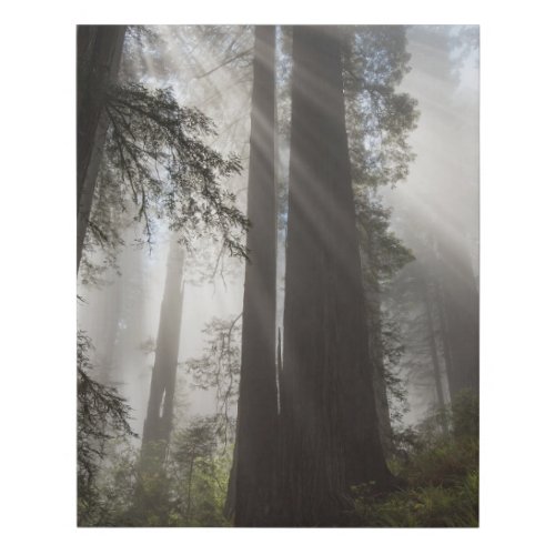 Redwood National Park California Faux Canvas Print