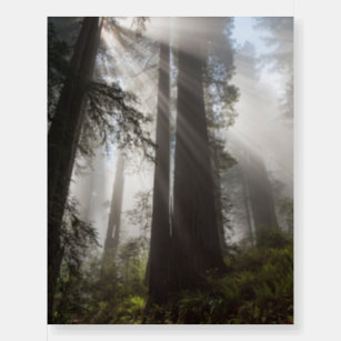 Redwood National Park California Foam Board