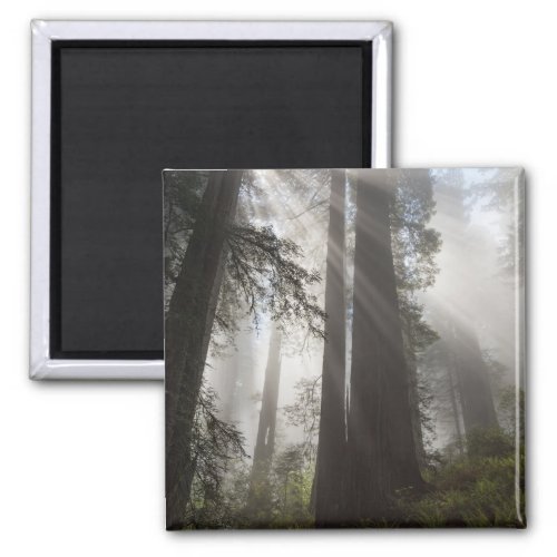 Redwood National Park California Magnet