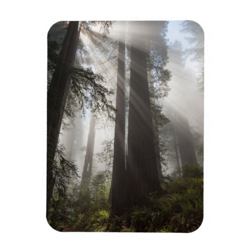 Redwood National Park California Magnet
