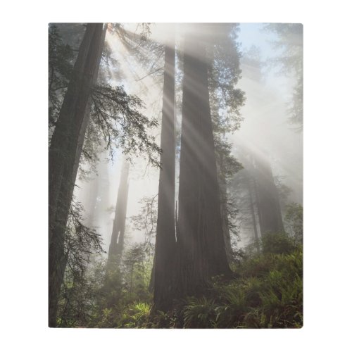 Redwood National Park California Metal Print